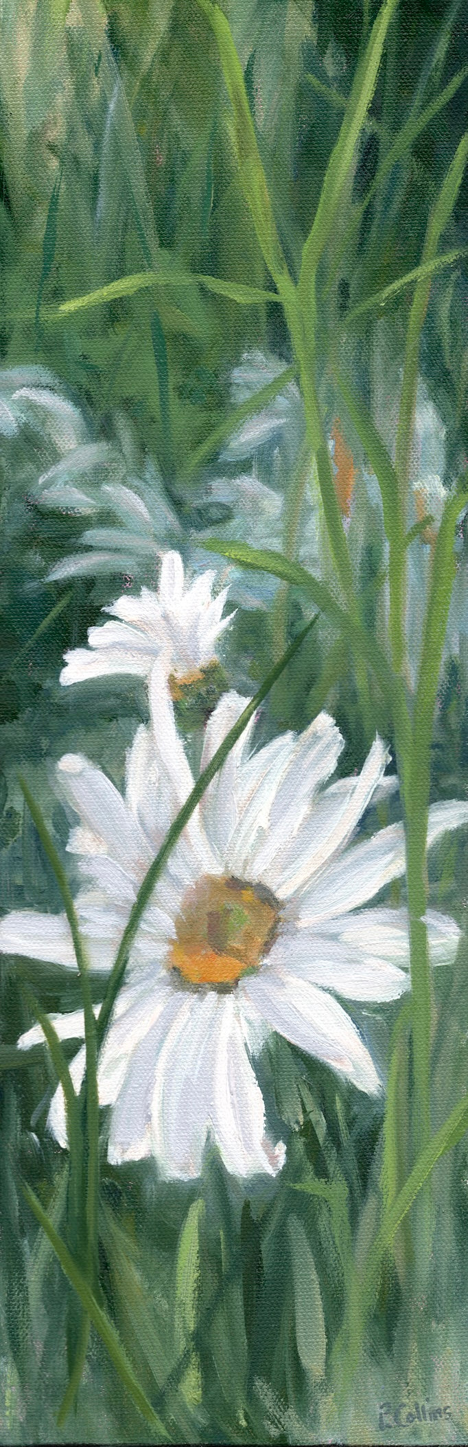 Daisy 3