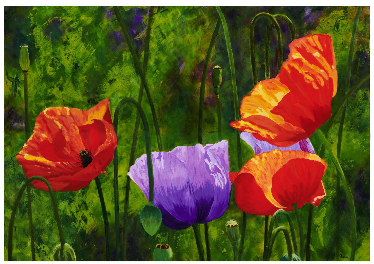 Spanish poppies