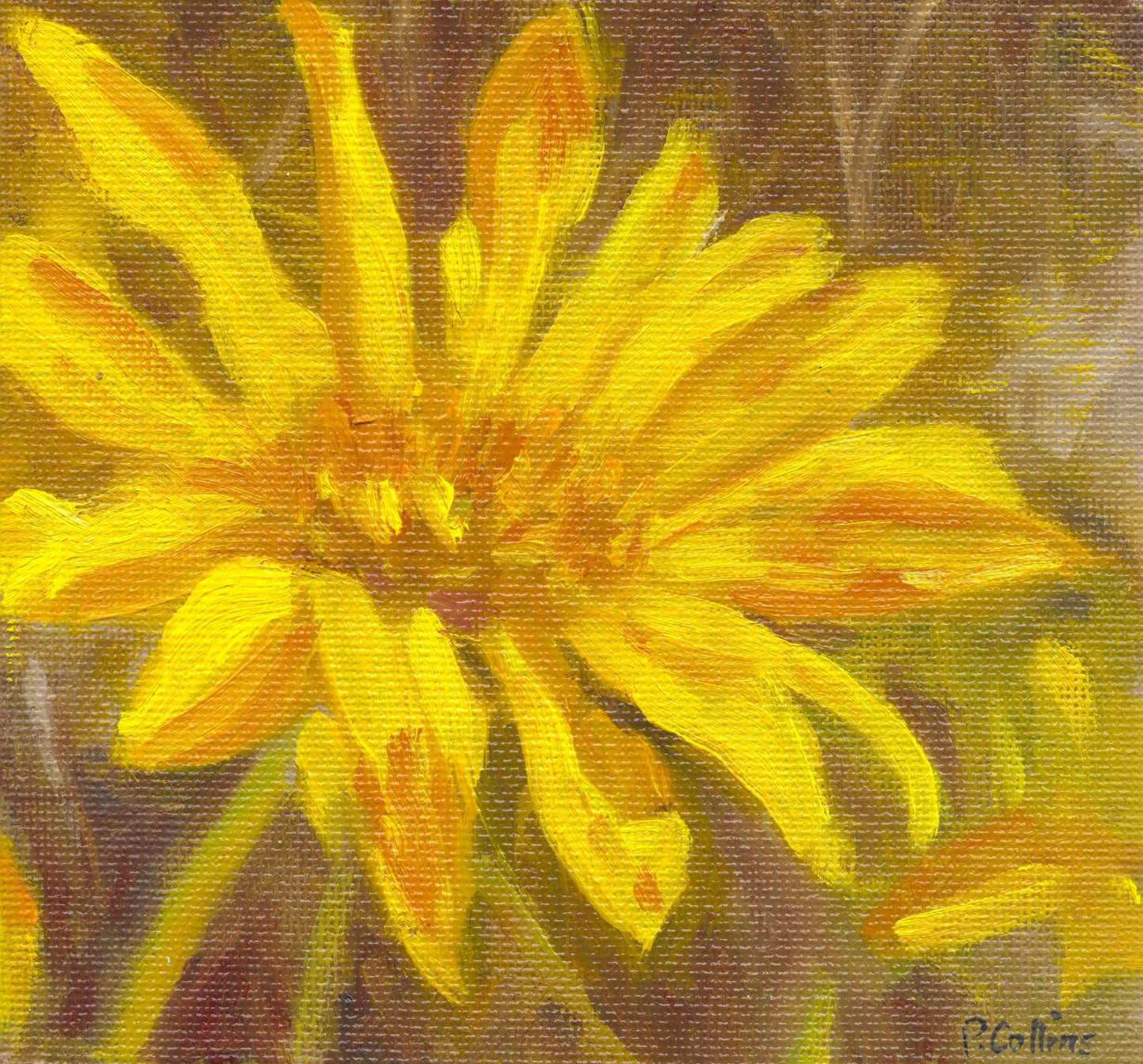 Quick Study - Okanagan Daisy 2