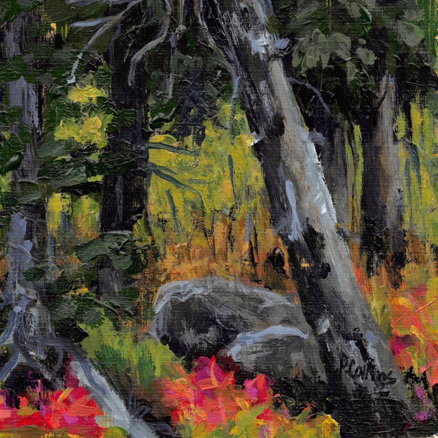 BC's Northern forest