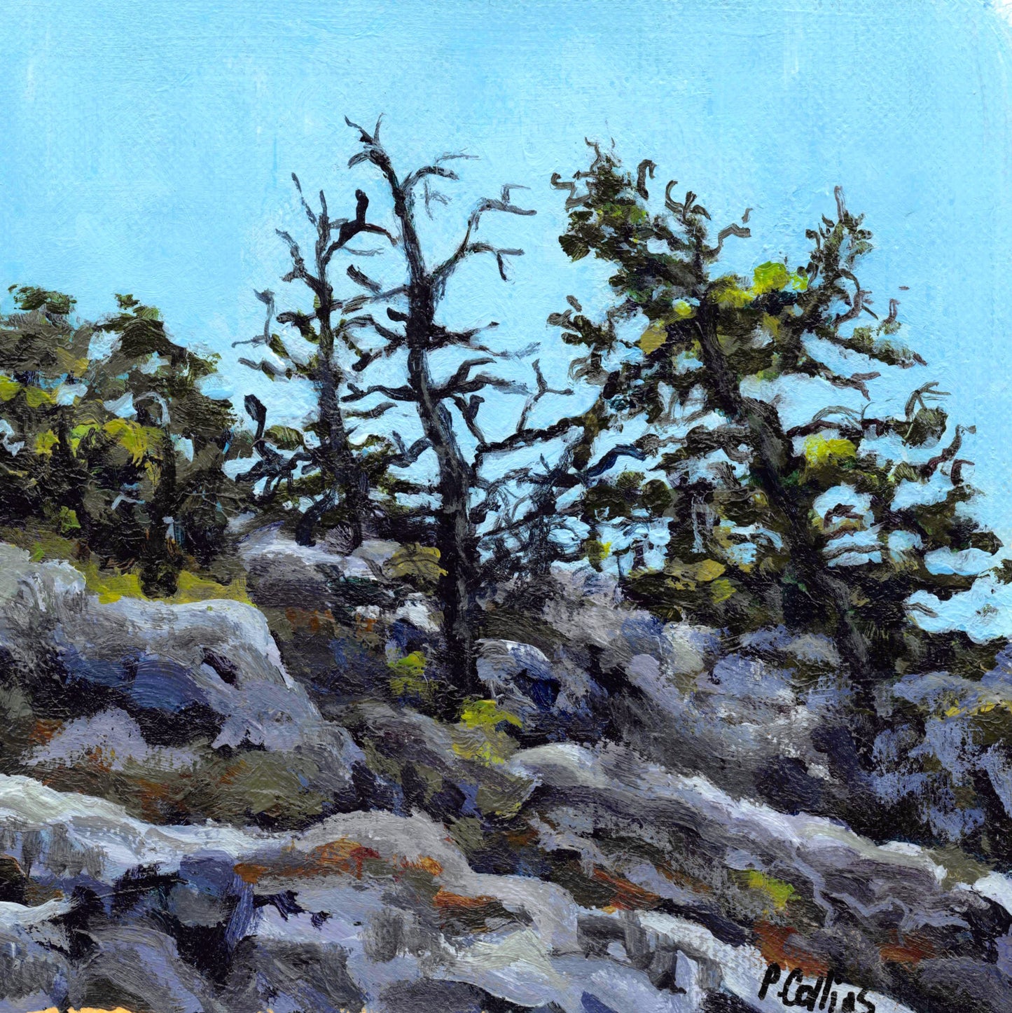 Funky trees of Ontario