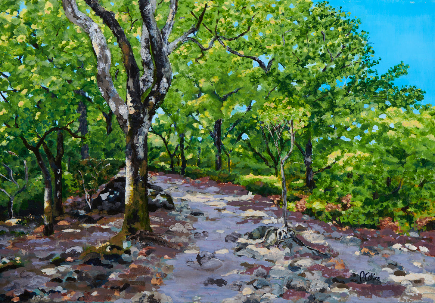 Enchanted Forest
