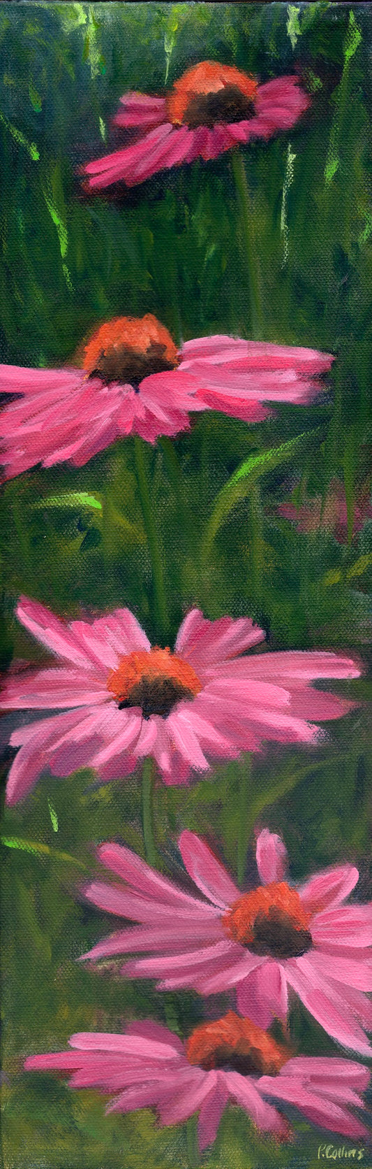 Echinacea 2