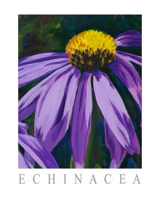 Poster - Echinacea